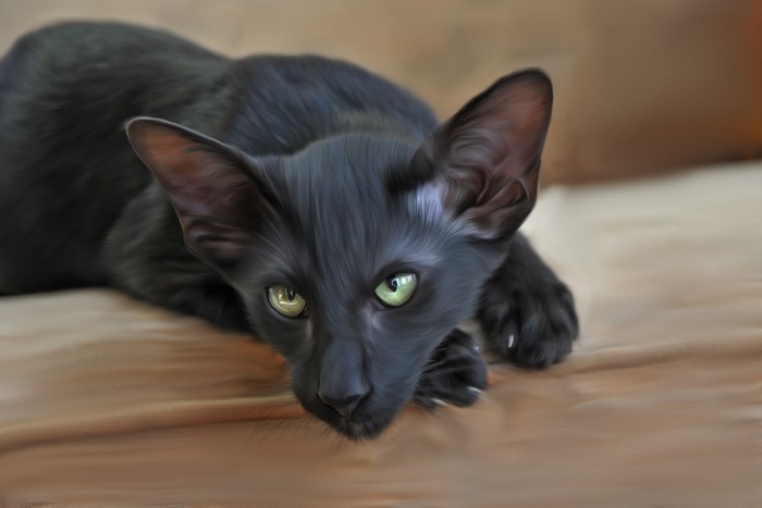 Black Oriental Shorthair Cat
