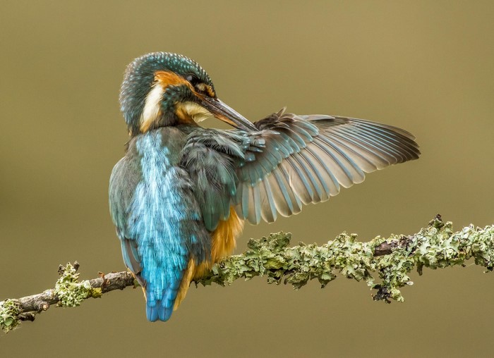 Common Kingfisher bird grooming on a lichen-covered branch