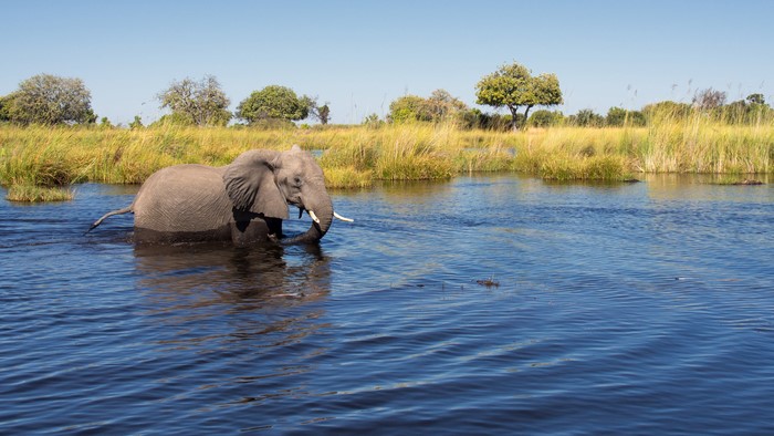 Elephant wading through water with reeds and trees in background