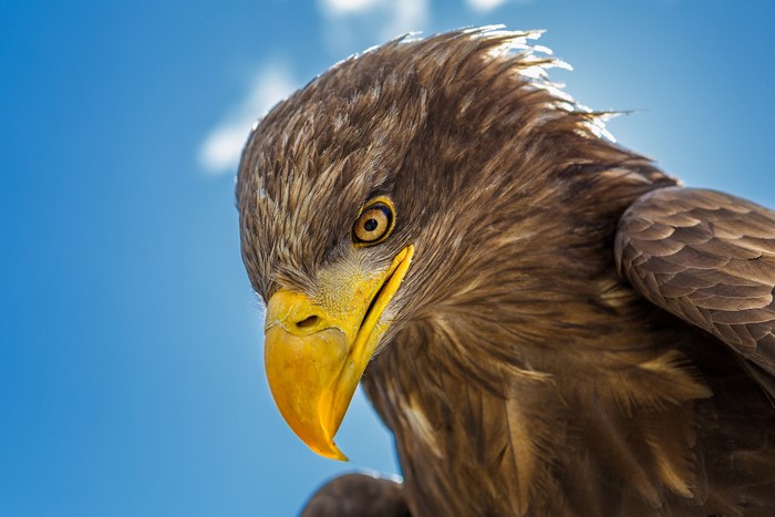 Close-up of a majestic eagle's head against a blue sky