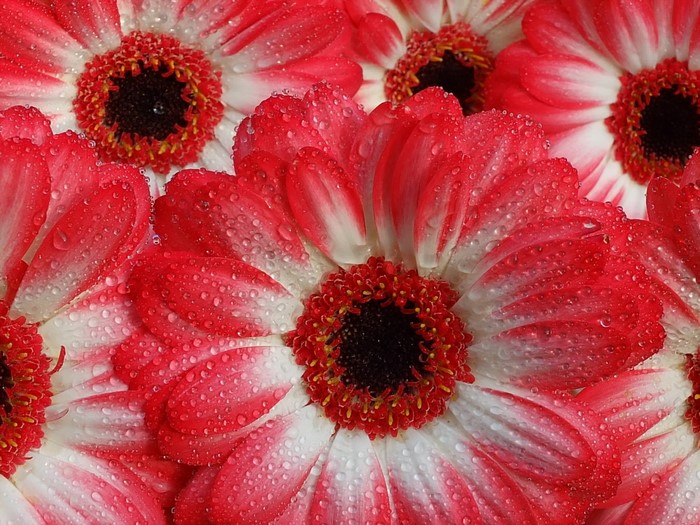 Red and white Gerbera daisies with water drops