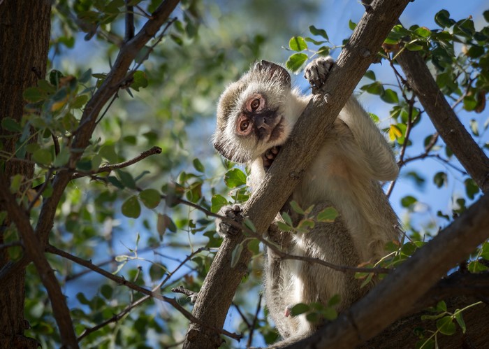 Monkey on Branches