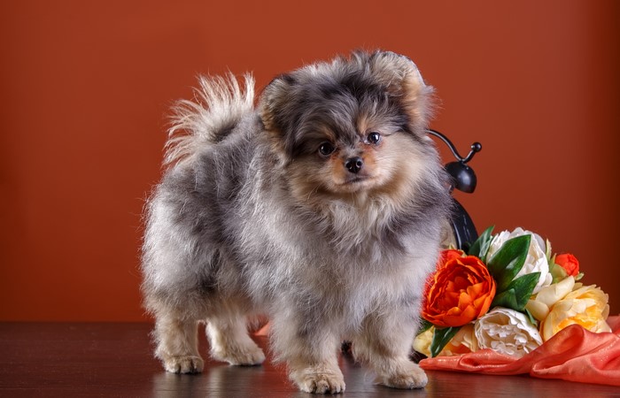 Pomeranian dog with flowers