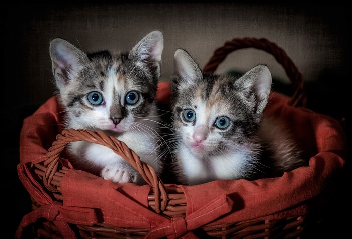 Two kittens in a wicker basket with orange cloth
