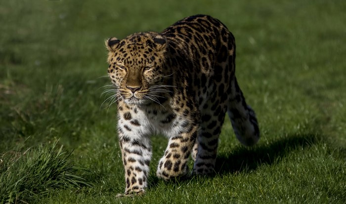 Leopard walking on green grass