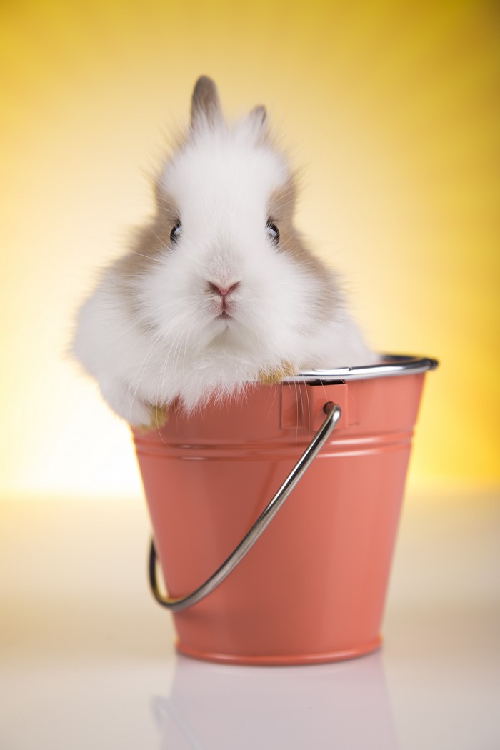 Cute baby rabbit in a bucket