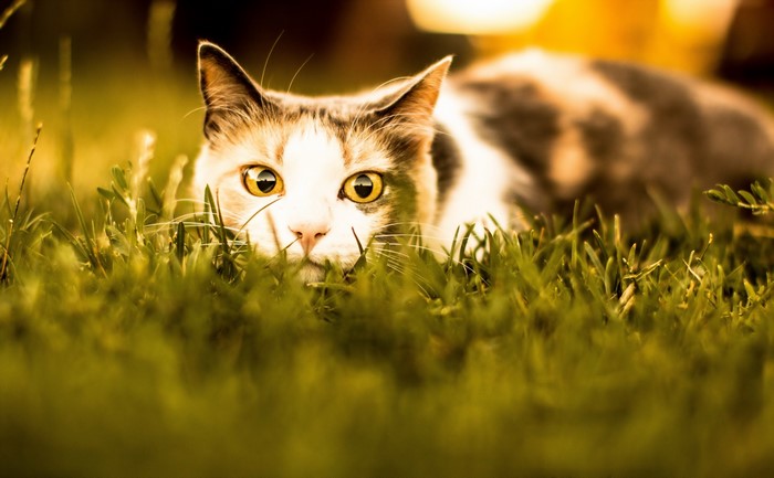 Cat peeking through grass