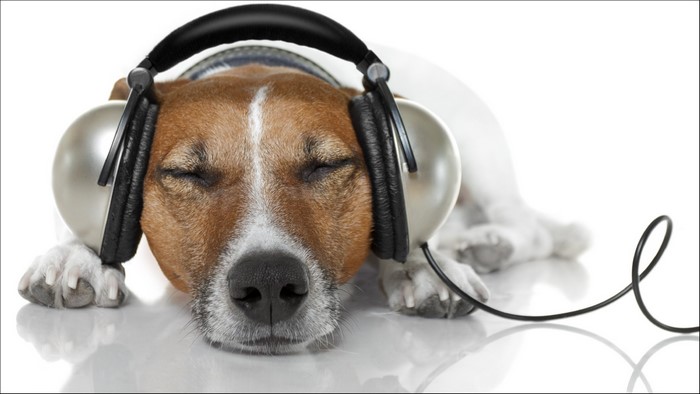 Jack Russell terrier wearing headphones and resting