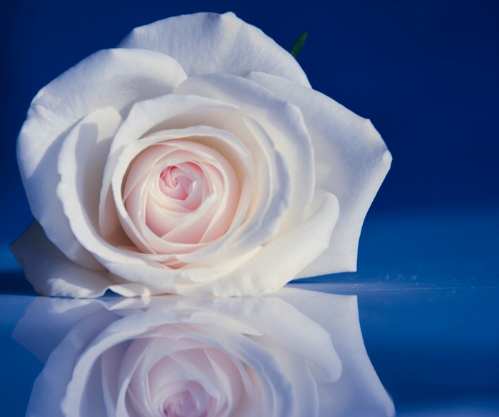 4K White Rose Reflection