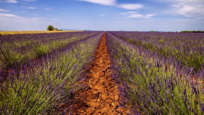 Lavender Field with a Small Building