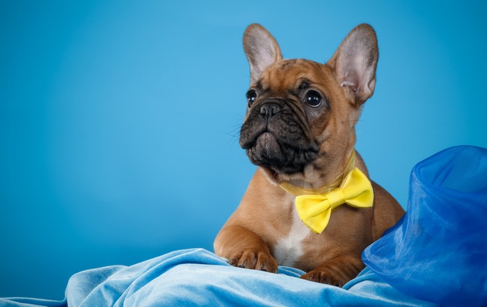 French Bulldog puppy with yellow bow tie