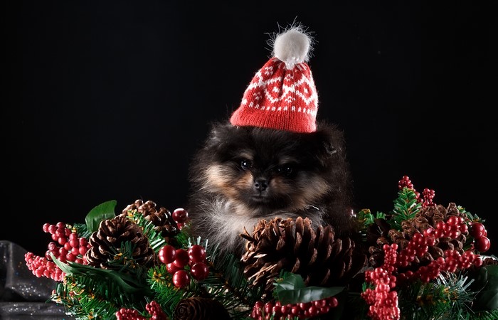 Pomeranian puppy wearing a Christmas hat