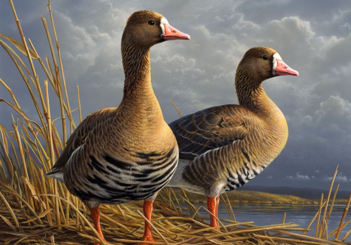 #825248 4K, James Hautman, Geese, Painting Art, Birds, Two - Rare