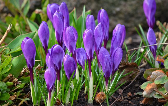 Purple Crocuses blooming in the garden