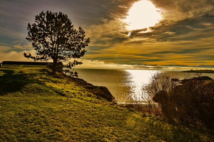 4K Scenery of a Tree on a Coastline at Sunset