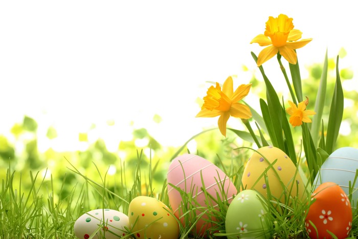 Easter Eggs and Daffodils on White Background