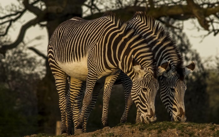 Two zebras grazing on a grassy hill