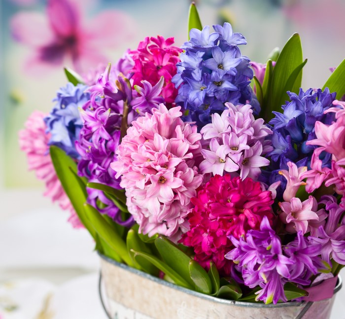 Bouquet of Hyacinths in a Bucket