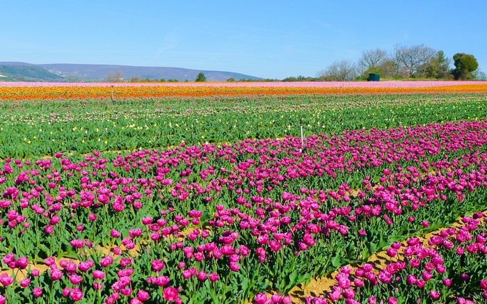 Field of colorful tulips under a blue sky