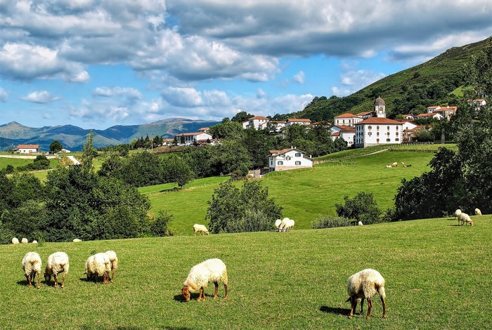Sheep grazing in a green field with a village in Navarre, Spain