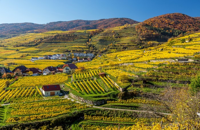 Terraced Vineyards in Weissenkirchen, Austria