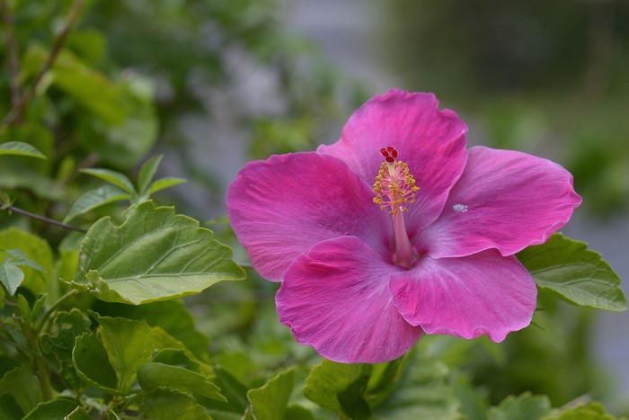 Pink Hibiscus flower with green leaves