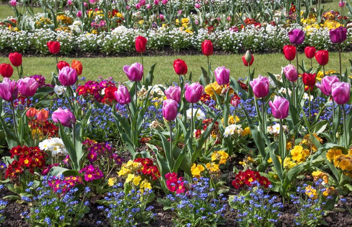 Flowerbed with Tulips and Forget-me-nots in Botanic Gardens Swansea