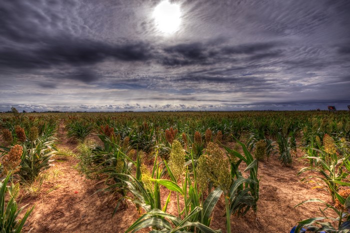 Field of sorghum under a cloudy sky