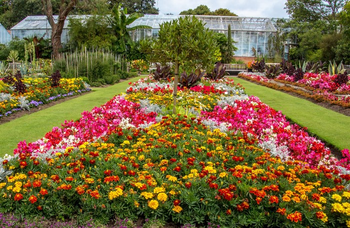 Swansea Botanic Gardens flower beds with greenhouses