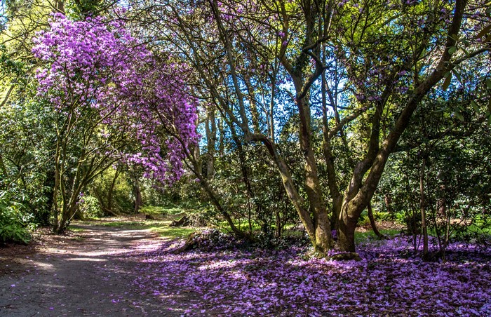 Path through flowering trees in Clyne Gardens, Swansea