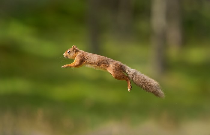 Red squirrel in mid-air jump