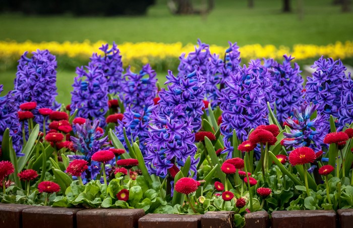Purple Hyacinths and Red Bellis Flowers in Bloom