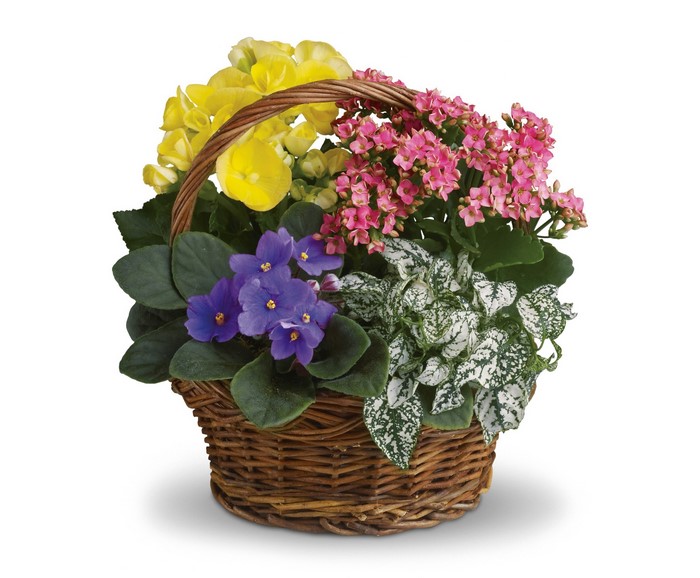 Assorted flowering plants in a wicker basket