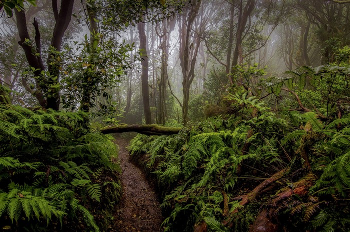 Misty Forest Trail with Ferns and Fallen Log