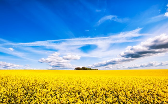 4K Yellow Rapeseed Field Under Blue Sky