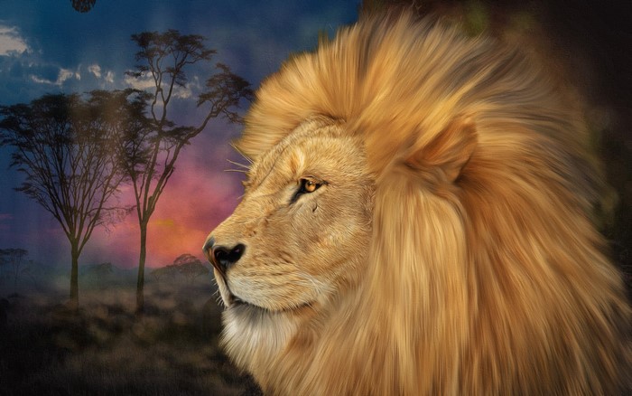 Lion's head against an African sunset