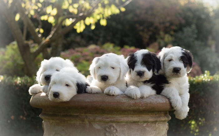 Five Old English Sheepdog Puppies on a Planter