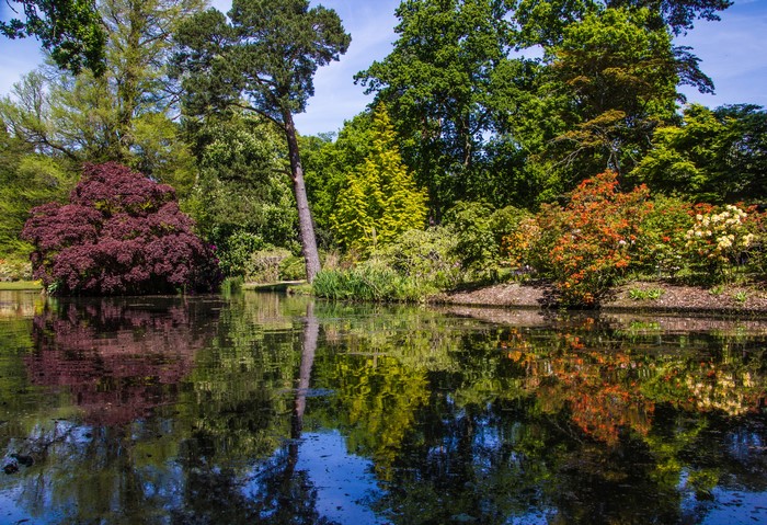 Pond with trees and shrubs at Exbury Gardens, England
