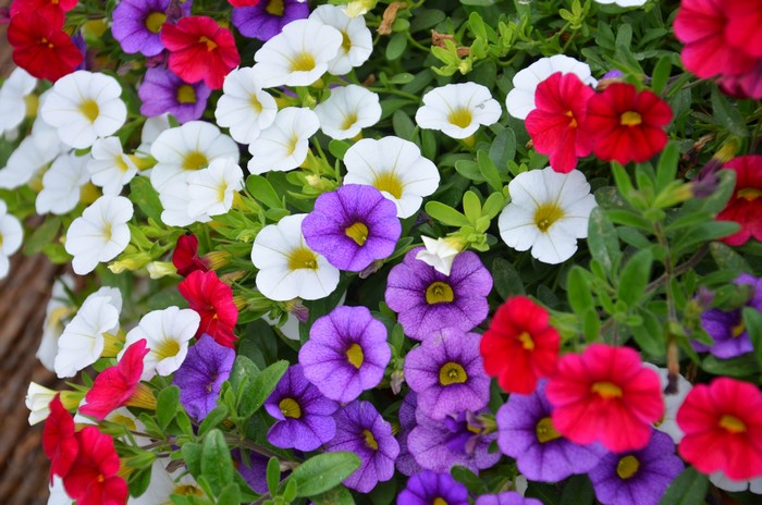 4K Calibrachoa Closeup