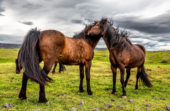 Two horses in a grassy field