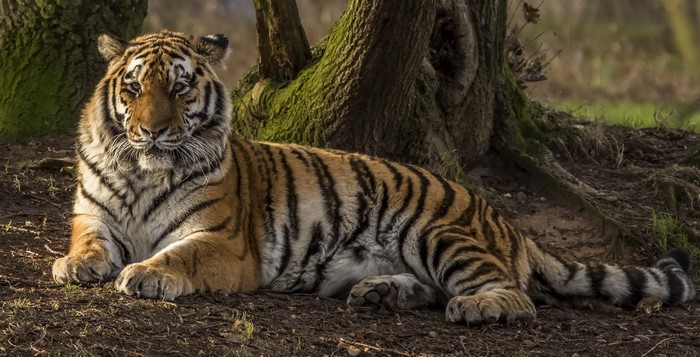Tiger lying down near a tree