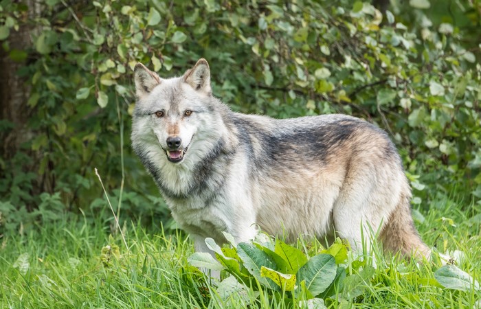 Wolf standing in green grass and foliage