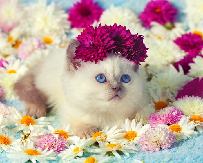 Kitten with blue eyes wearing flowers