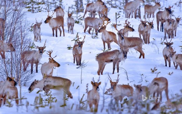 Herd of Reindeer in Snowy Forest, Finland