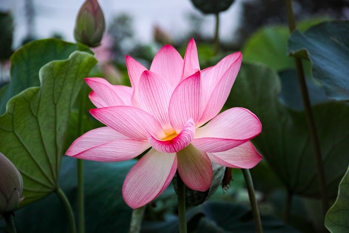 Pink Lotus Flower Blooming