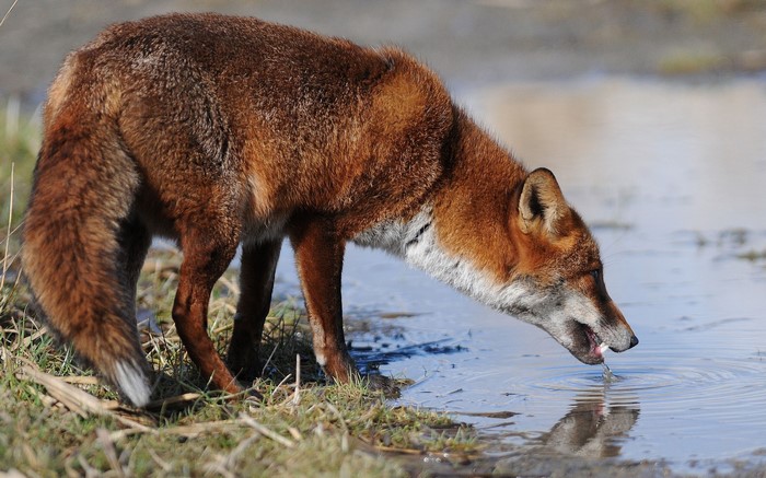 A red fox drinks water from a puddle