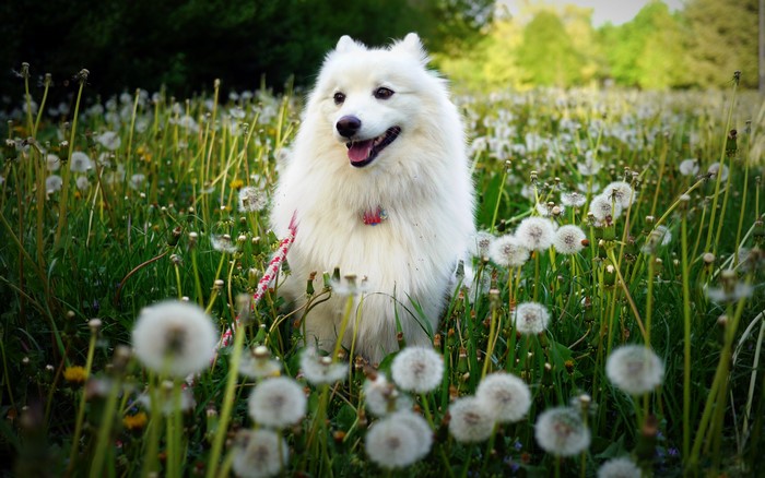 White dog in a field of dandelions