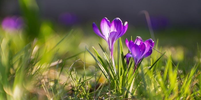 Purple crocuses blooming in green grass