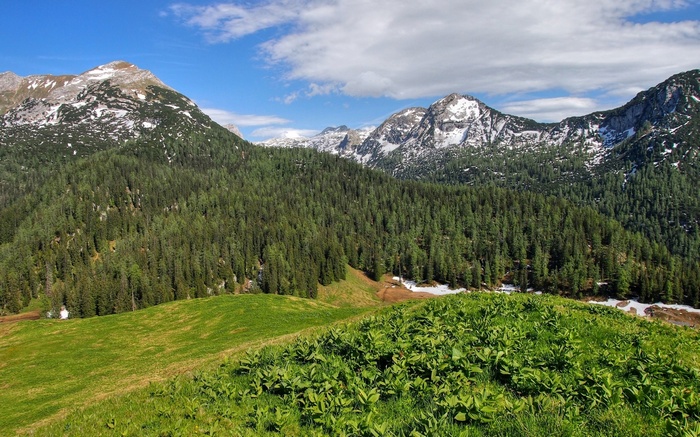 Mountain landscape with evergreen forest and grassy meadow