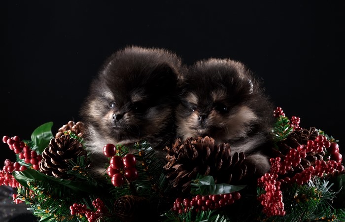 Two Pomeranian puppies in a Christmas wreath